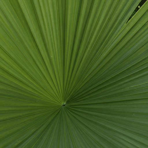 Tropical Specialty Crops